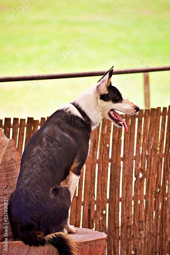 australischer Hirtenhund