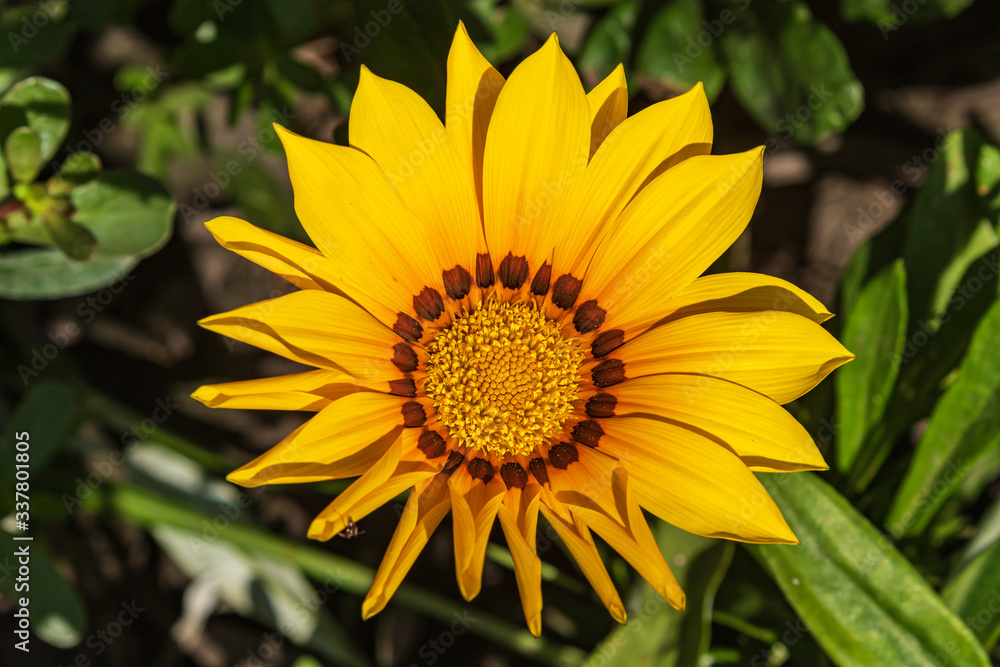 Beautiful bright yellow flower among green leaves. Summer. Close-up.Top view. Beautiful bright yellow flower among green leaves. Summer. Close-up.Top view.