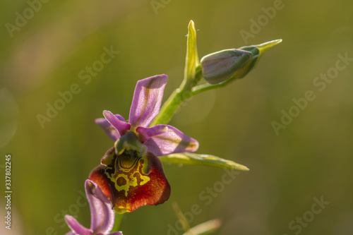 Ophrys bourdon dans un prés au printemps