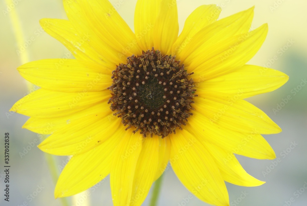 Sunflower Sunflower