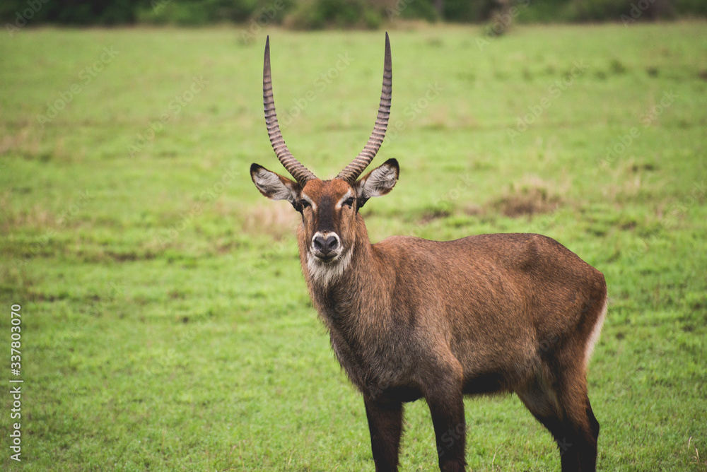 Obraz premium antelope in the wild