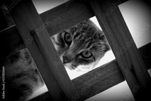 B&W Peeping Cat