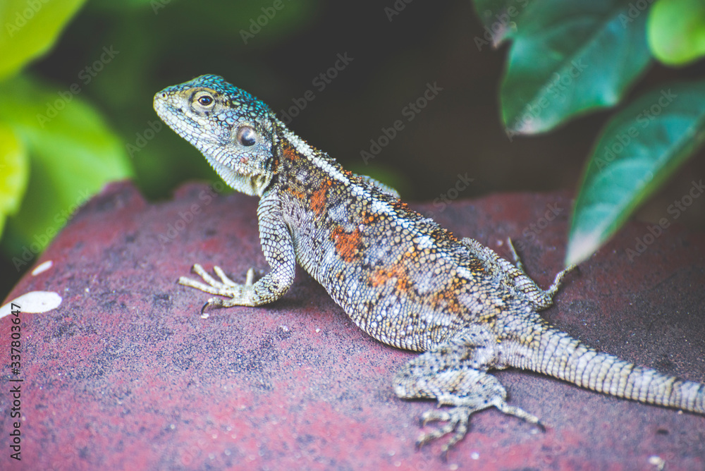 lizard on a stone lizard on a stone