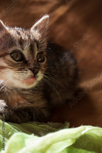 Wallpaper Mural Beautiful tricolor kitten with blue eyes is sweetly laying on the gold bedcover and looking forward. Pet in the home Torontodigital.ca