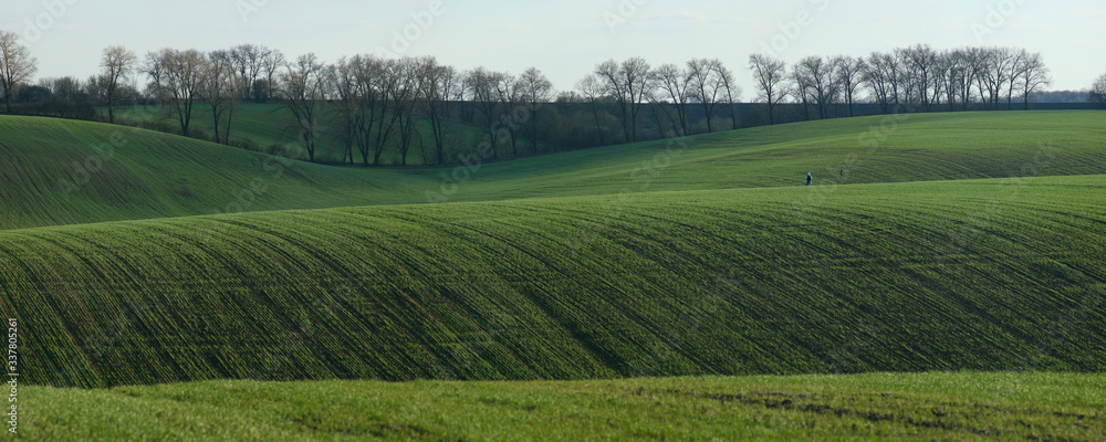 Crops of wheat in the fields in spring. Green wheat in the hills. Morning in the field. Crops of wheat in the fields in spring. Green wheat in the hills. Morning in the field.