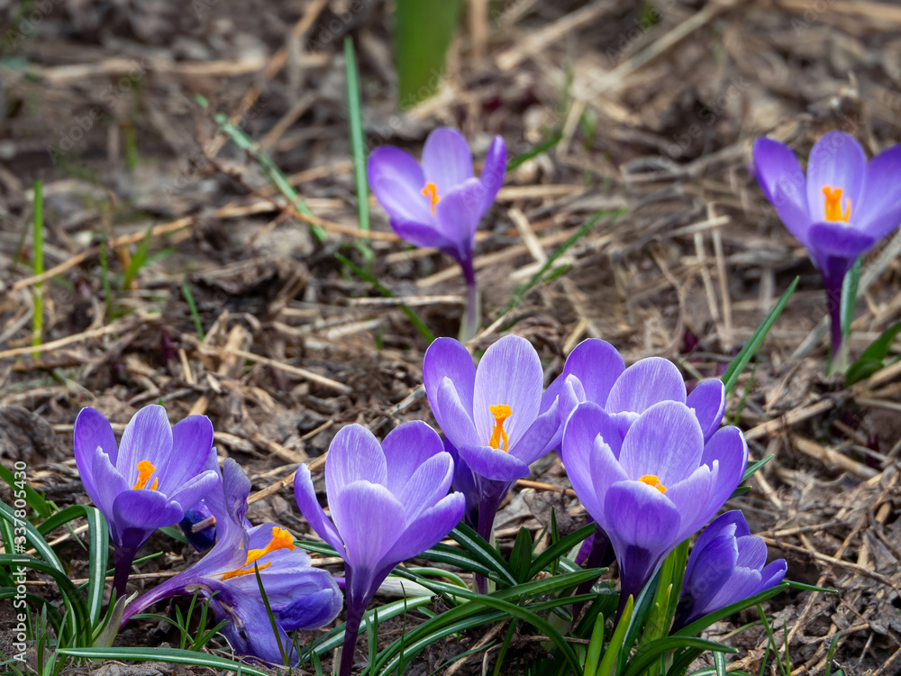 The group of the first spring crocuses is located on the lower edge of the picture. Bright floral background with crocuses. The group of the first spring crocuses is located on the lower edge of the picture. Bright floral background with crocuses.