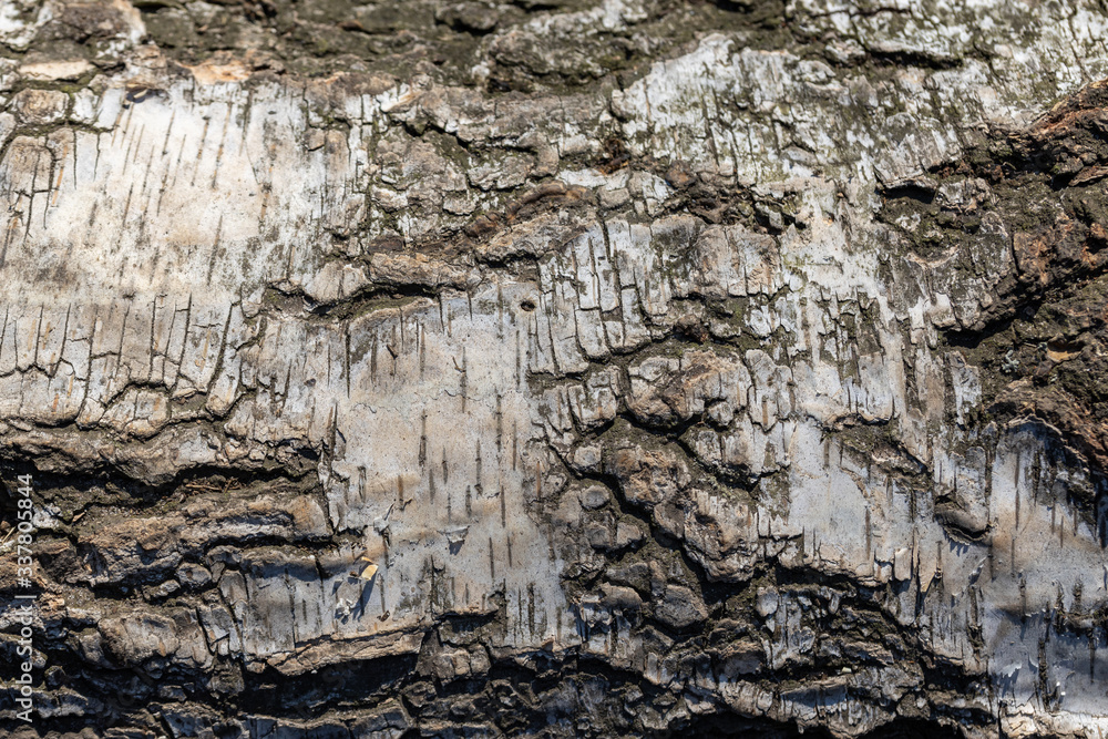 The bark of a birch tree. Detailed macro view. The bark of a birch tree. Detailed macro view.