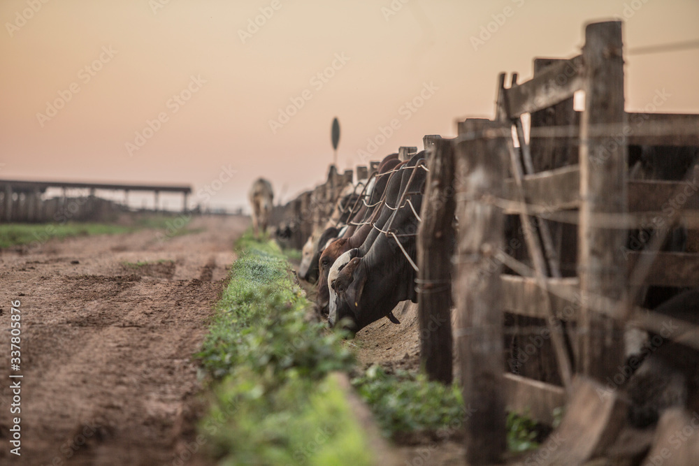 sunset, sunrise, farm, field, fazenda, amanhecer, por do sol, cow, vaca, sunset, sunrise, farm, field, fazenda, amanhecer, por do sol, cow, vaca,