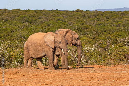 Two juvenile elephants in clearing