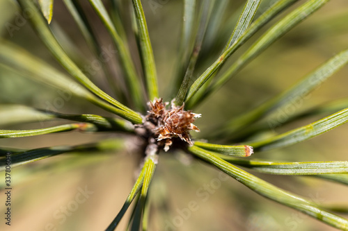 Pine needles on a branch. Detailed macro view.