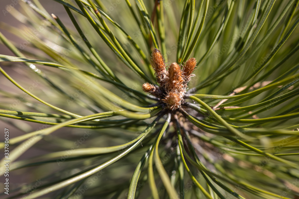 Pine needles on a branch. Detailed macro view. Pine needles on a branch. Detailed macro view.