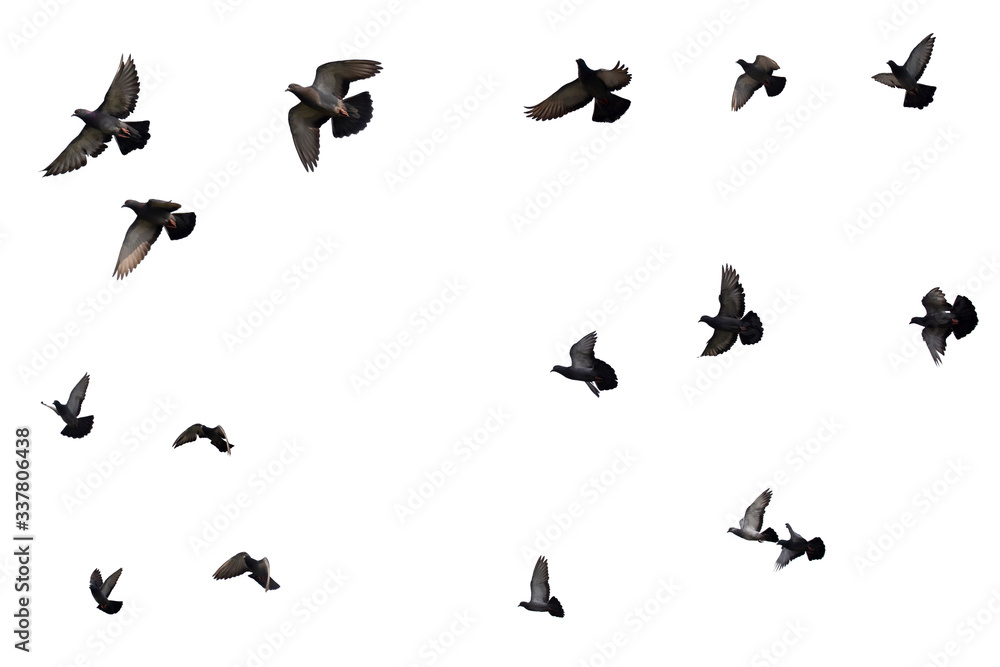 Flocks of flying pigeons isolated on white background. Save with clipping path.