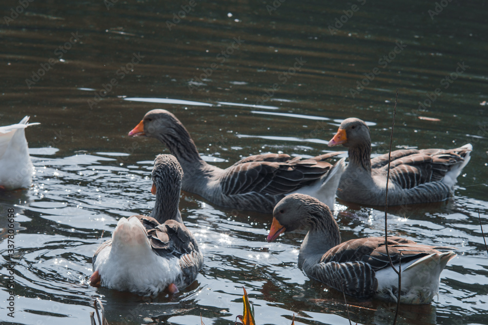 Wild geese flock eating in the river Wild geese flock eating in the river