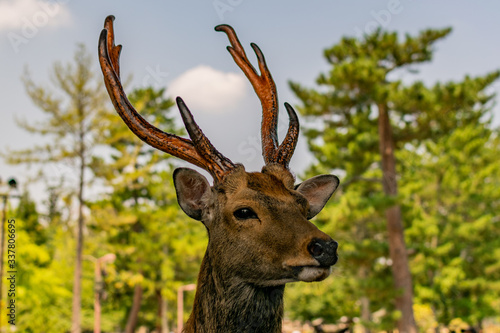 Close up photo of male sika deer ("sacred deer") in Nara Park, Japan.