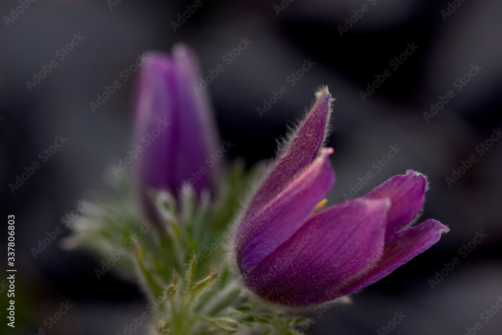 Flowers colorful on spring day Flowers colorful on spring day