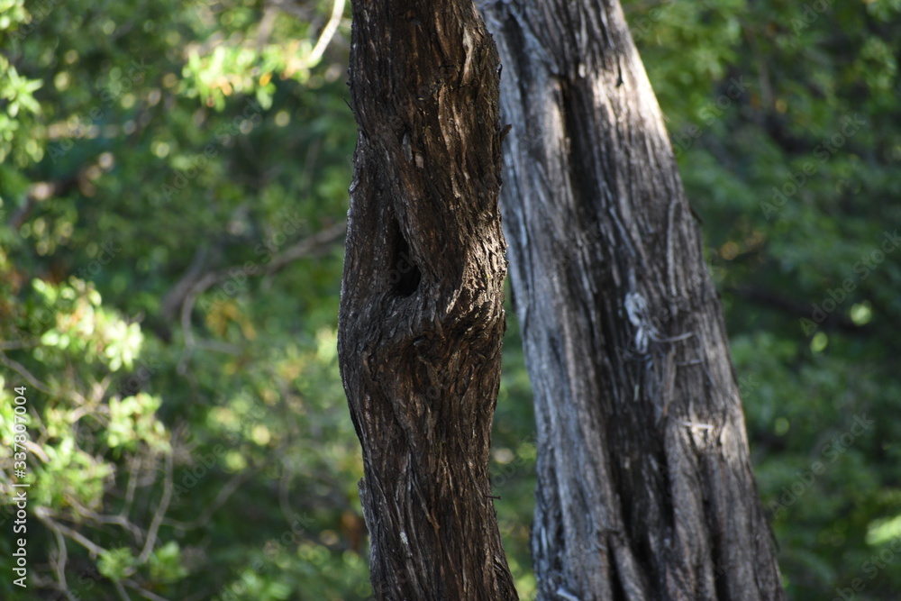 old tree trunk