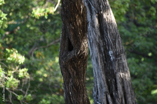 old tree trunk