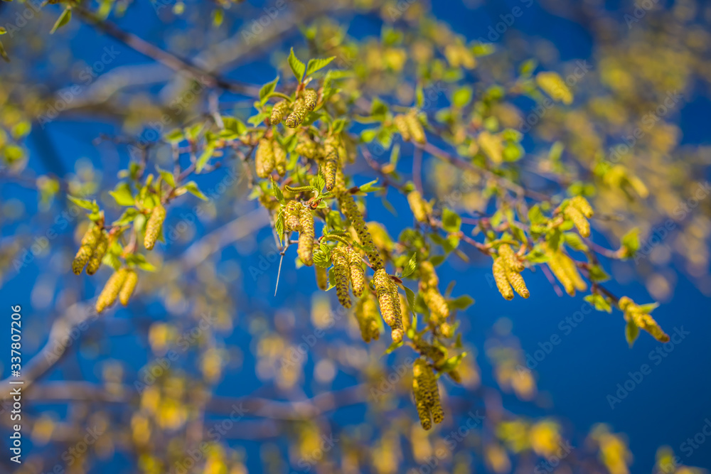 A birch is in spring with green leaves and rings. Spring birch buds on a background of blue sky A birch is in spring with green leaves and rings. Spring birch buds on a background of blue sky