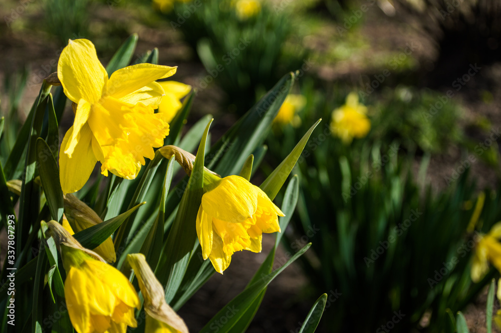 Obraz premium Yellow daffodils closeup on blurred background