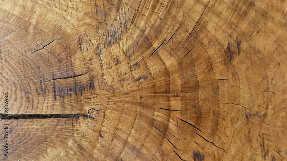 Naklejka premium An interesting pattern of annual rings on the wood texture of an oak tree with cracks. Abstract background with oak wood texture. Tabletop treated with protective teak oil.