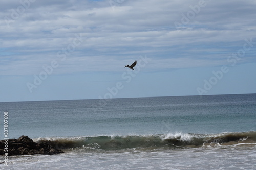 seagulls on the beach