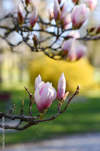 Beautiful pink magnolia tree blooming in the spring, Czech republic. Europe.