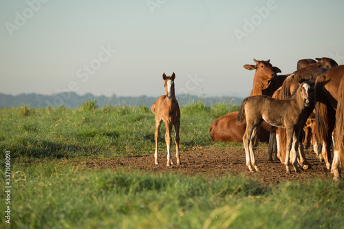 horse, cowboy, farm, field, green, sky, natural, horses © Dawison