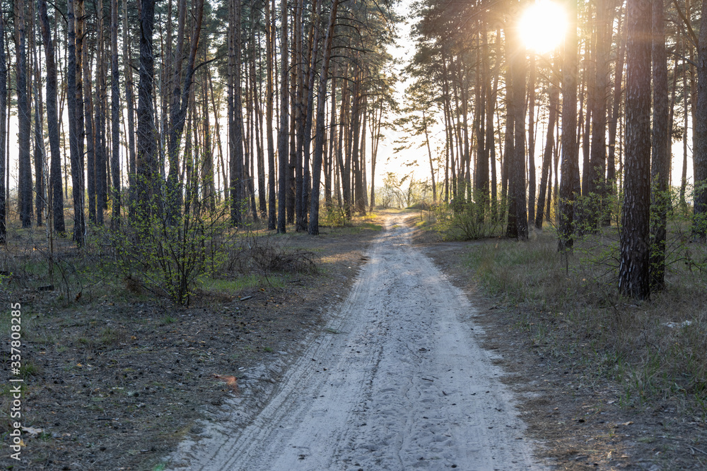 Fototapeta premium Dirt road in the forest in the rays of the setting sun.