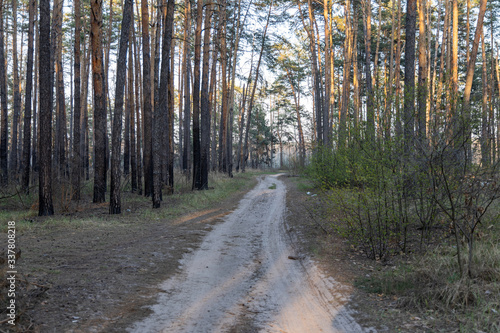 Dirt road in the forest in the rays of the setting sun.
