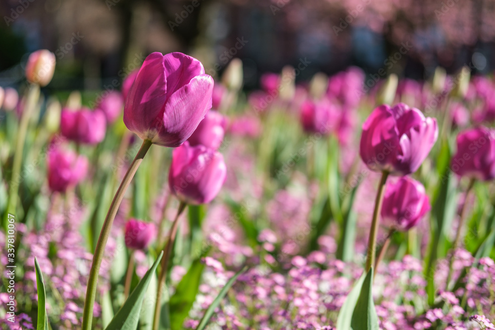 Tulips, Queen's University, Belfast, Northern Ireland, UK Tulips, Queen's University, Belfast, Northern Ireland, UK