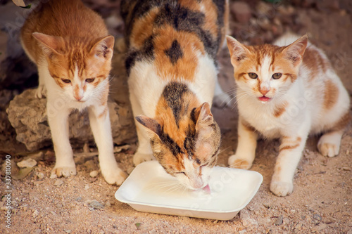 Photography Stray cats eating food on the street. Pet protection concept