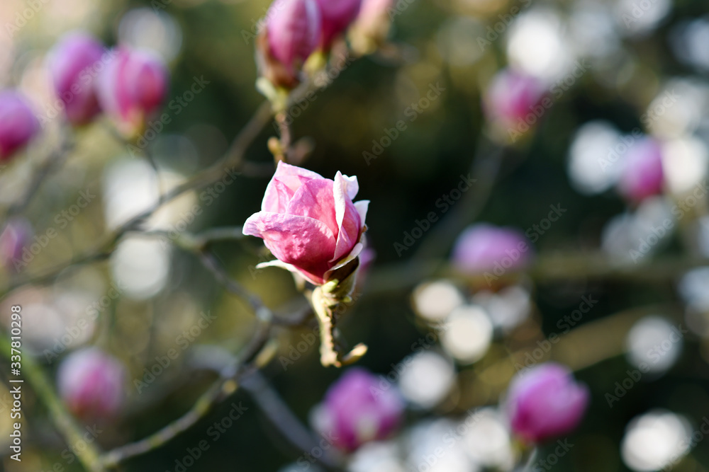 Obraz premium Beautiful pink magnolia tree blooming in the spring, Czech republic. Europe.