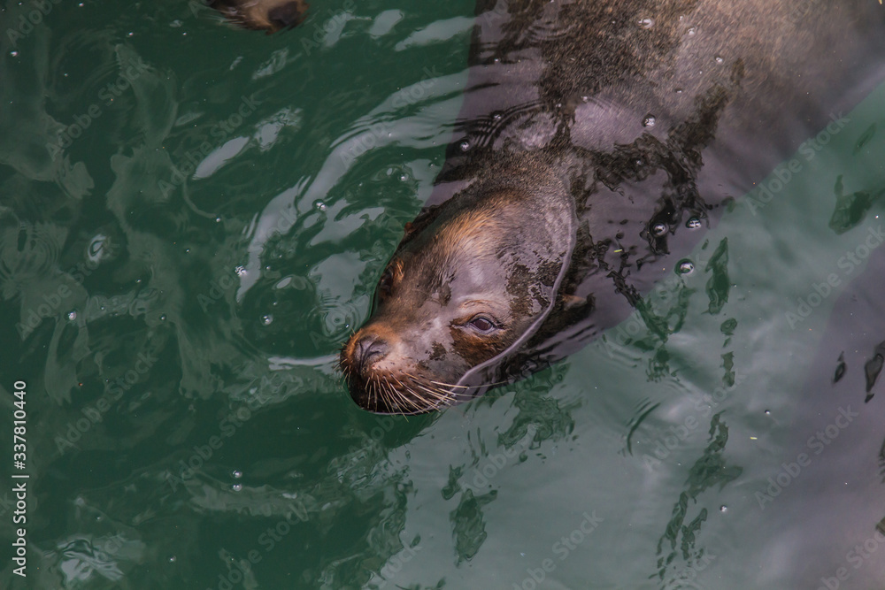 Obraz premium Morro Bay State Park, California.