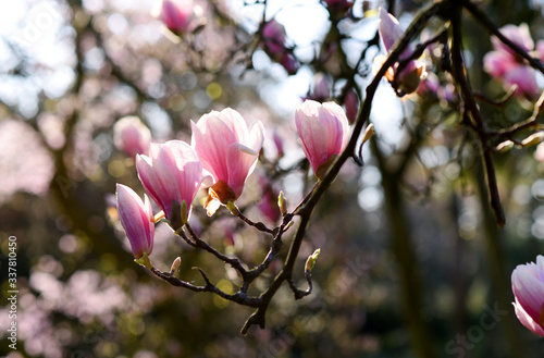 Beautiful pink magnolia tree blooming in the spring  Czech republic. Europe.