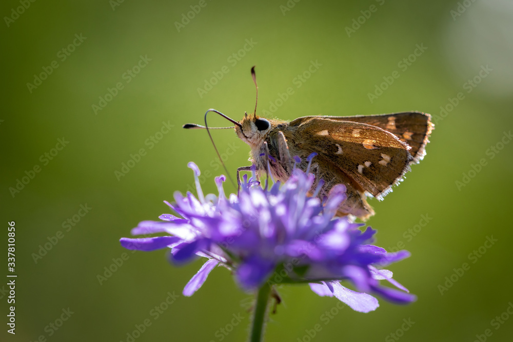 Moth butterfly on a spring flower collecting pollen and nectar Moth butterfly on a spring flower collecting pollen and nectar