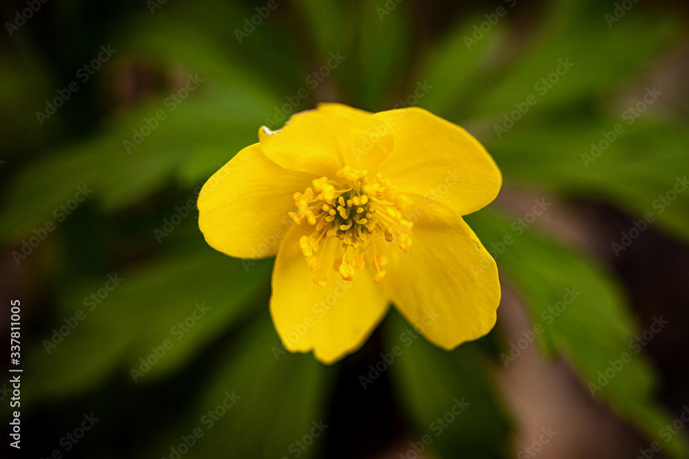 Imperfect yellow flower in a spring meadow Imperfect yellow flower in a spring meadow