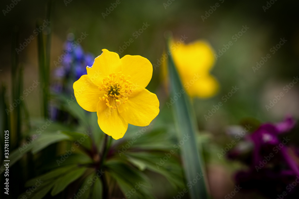 Imperfect yellow flower in a spring meadow Imperfect yellow flower in a spring meadow
