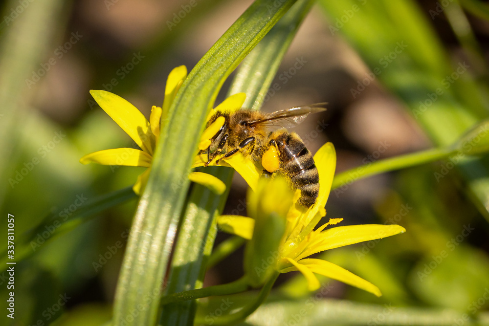 Naklejka premium Bee on a spring flower collecting pollen and nectar
