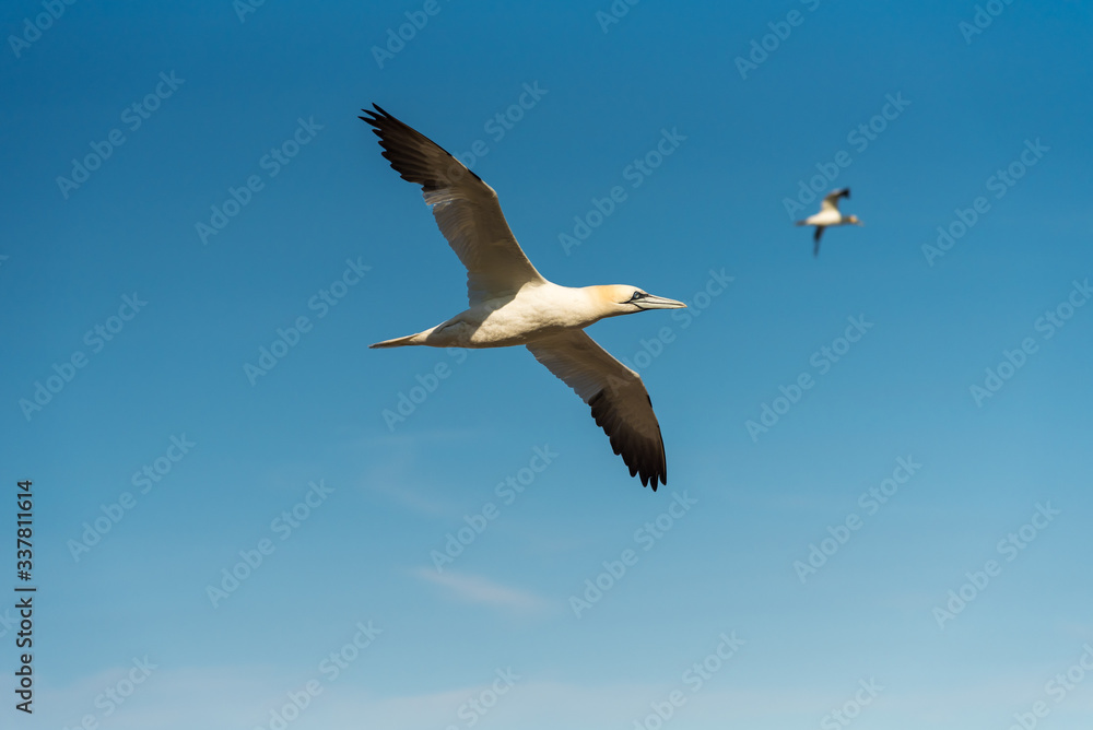 Obraz premium Flying Gannet birds , fous de bassan