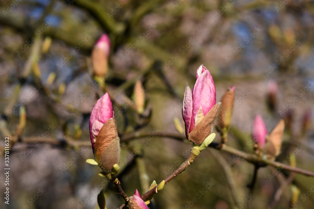 Beautiful pink magnolia tree blooming in the spring, Czech republic. Europe. Beautiful pink magnolia tree blooming in the spring, Czech republic. Europe.