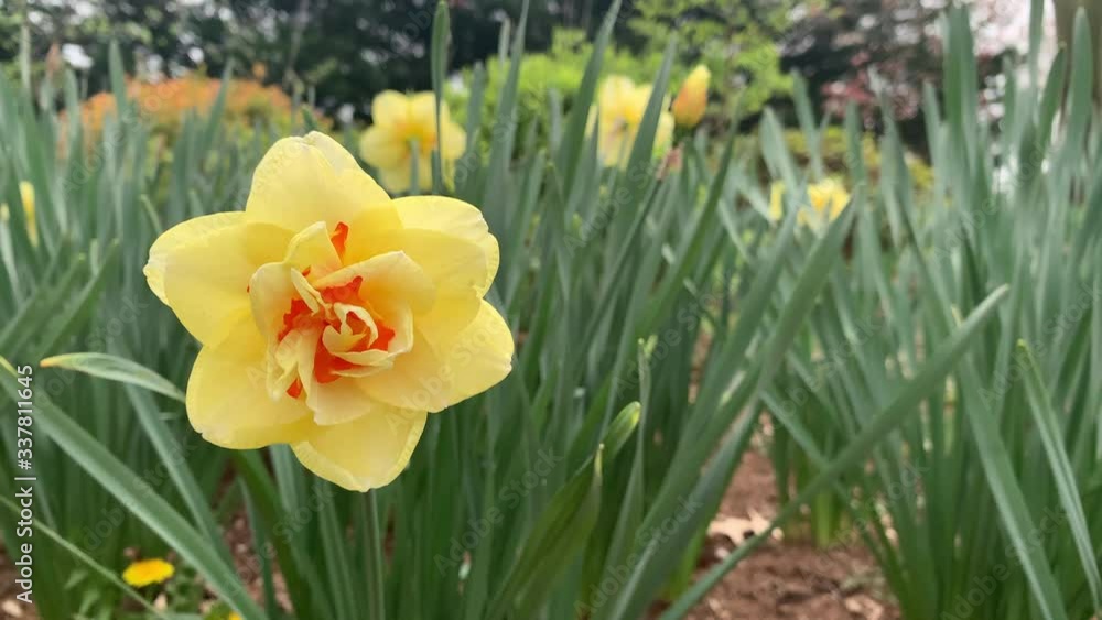 Daffodil yellow and orange center variety of Narcissus Jonquil flower bloom from fall planted bulbs Daffodil yellow and orange center variety of Narcissus Jonquil flower bloom from fall planted bulbs