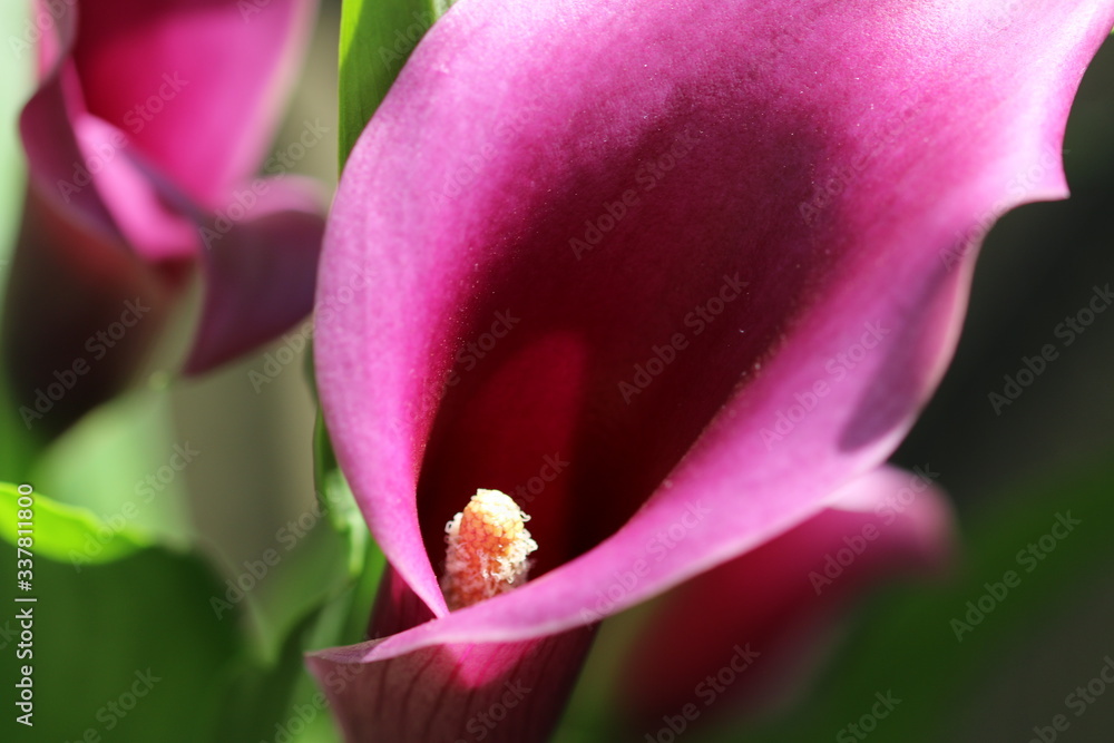 blume blume