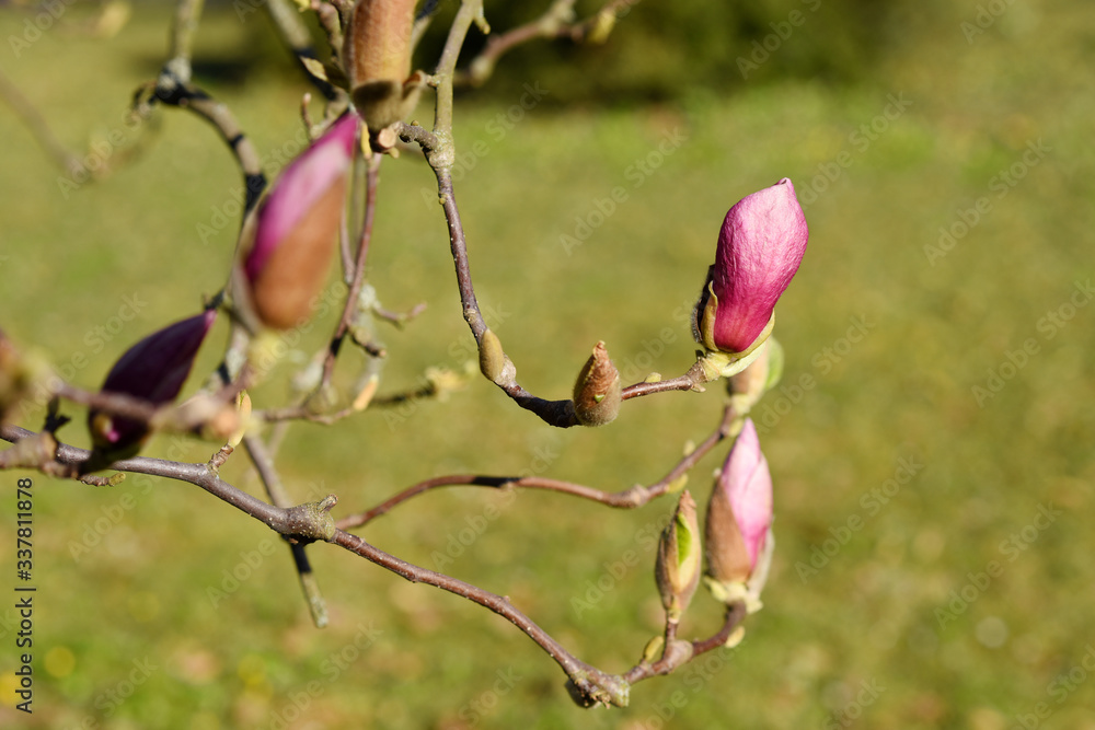 Beautiful pink magnolia tree blooming in the spring, Czech republic. Europe. Beautiful pink magnolia tree blooming in the spring, Czech republic. Europe.