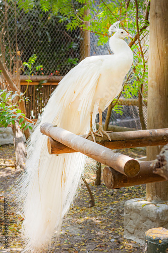 White peacock in a cage. Beautiful white bird.