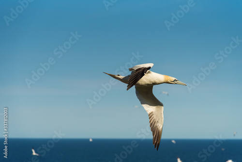 Flying Gannet birds , fous de bassan © Chopard Photography