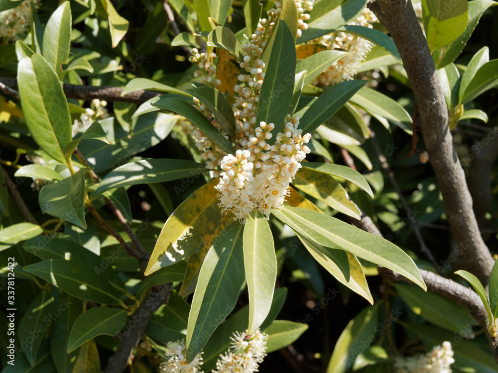 Prunus laurocerasus | Lorbeerkirsche oder Kirschlorbeer. Blütenstände mit Knospen und geöffneten Weiß und Beige Blüten Prunus laurocerasus | Lorbeerkirsche oder Kirschlorbeer. Blütenstände mit Knospen und geöffneten Weiß und Beige Blüten
