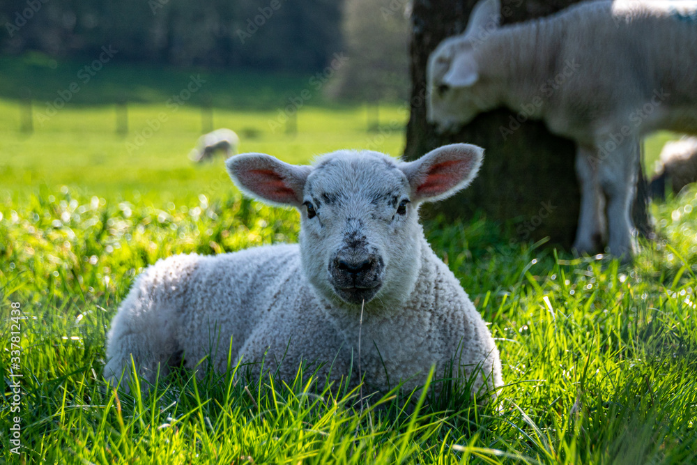 Newborn lambs laying on grass in the shade, hiding from the hot April sunshine Newborn lambs laying on grass in the shade, hiding from the hot April sunshine