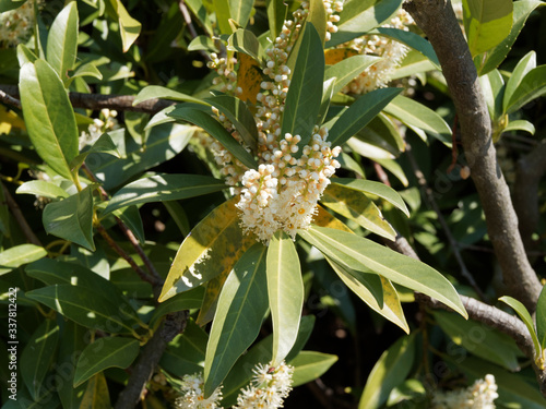 Prunus laurocerasus | Lorbeerkirsche oder Kirschlorbeer. Blütenstände mit Knospen und geöffneten Weiß und Beige Blüten  