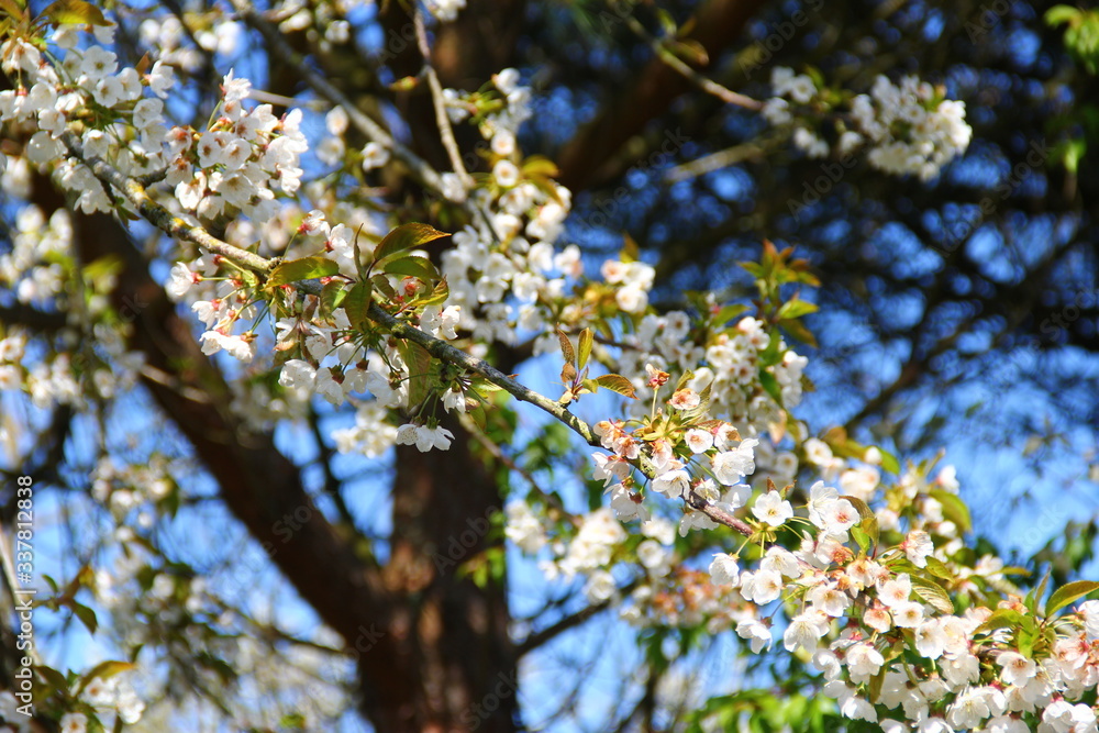 BRANCHE D'ARBRE FLEURIE CERISIER 4 BRANCHE D'ARBRE FLEURIE CERISIER 4