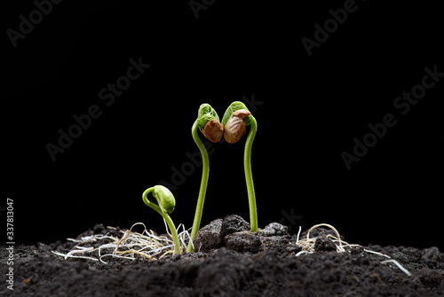 Bean sprouts. New concept of life. Green seedlings appear from soil in spring. Close-up. Black background